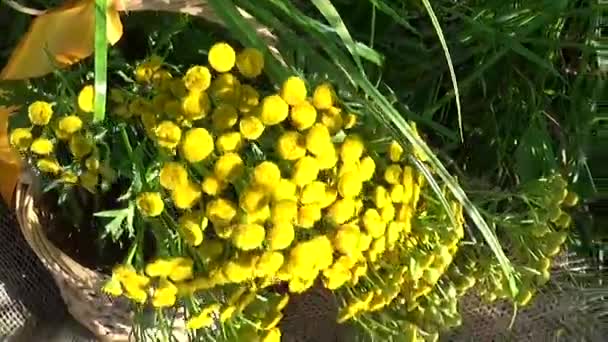 Hierba medicinal Planta de Tansy Tanacetum vulgare en la cesta — Vídeos de Stock