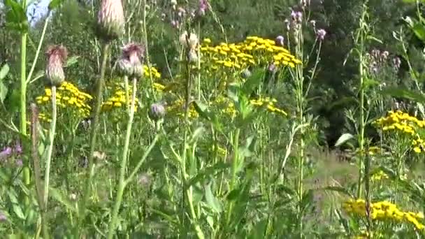 Planta de ervas medicinais de Tansy Tanacetum vulgare no verão — Vídeo de Stock