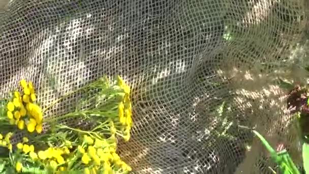 의료 허브 식물의 쑥 국화 Tanacetum vulgare 삼 베에 건조. — 비디오