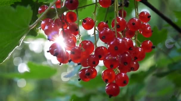 Rojo Ribes rubrum bayas en la planta de primer plano de imágenes de alta definición - La grosella roja caducifolio fruta natural superficial cámara estática de vídeo — Vídeo de stock