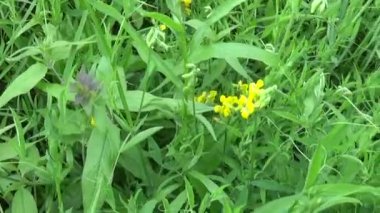 Kır çiçekleri ahşap inek. Yaz çayır Melampyrum nemorosum
