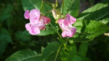 Impatiens Tagetes çiçek. Steadicam ile Panorama