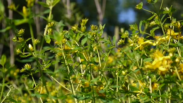 St Johns wort, tıbbi bitki çiçek alanında. — Stok video