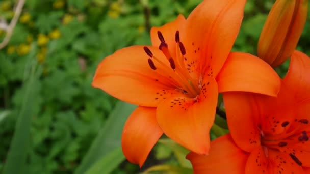 Röd Lilium bulbiferum Detaljer närbild Hd footage - örtartade lily flower video. — Stockvideo