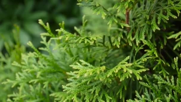 White cedar Thuja occidentalis takken. HD video-opnames schieten statische camera. — Stockvideo