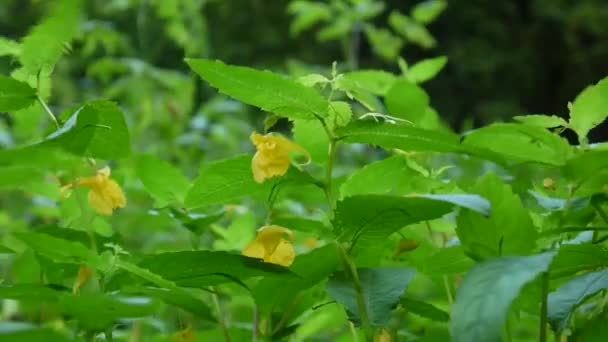 Κίτρινο Touch-me-not βάλσαμο λουλούδι πέταλο Hd βίντεο στατική κάμερα — Αρχείο Βίντεο