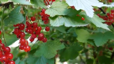 Kırmızı Ribes rubrum çilek tesisi yakın çekim Hd ayak - somun yaprak döken bir çalı meyve doğal sığ video statik kamera üzerinde