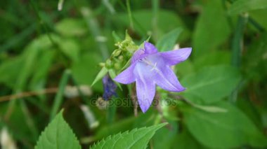 Güzel doğa sahne flowerbed üzerinde çiçek açan campanulas çiçekli. Video görüntüleri statik kamera.