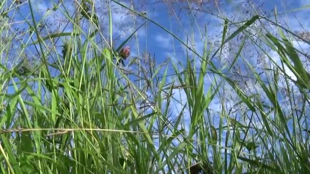 Imágenes de hierba verde macro sol brilla a través de las hojas hermoso fondo del verano. Cámara estática de cierre de vídeo . — Vídeo de stock