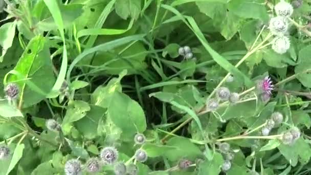Blooming burdock in the summer field. Arctium. HD video. — Stock Video