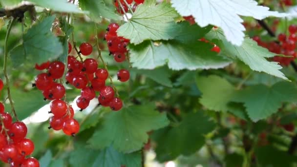 Rojo Ribes rubrum bayas en la planta de primer plano de imágenes de alta definición - La grosella roja caducifolio fruta natural superficial cámara estática de vídeo — Vídeo de stock