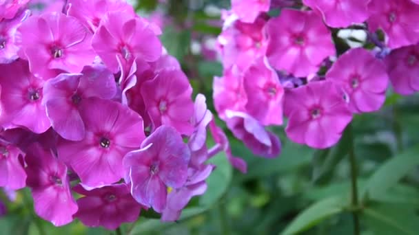 Schöne rosa Phlox Blütenstand Nahaufnahme. hd video statric kamera — Stockvideo