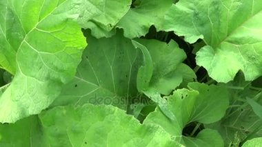 Çiçek açan dulavratotu yaz alanında. Arctium. HD video.