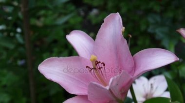 Pembe bitki lilyum bulbiferum ayrıntıları yakın çekim Hd ayak - otsu tiger lily çiçek video.