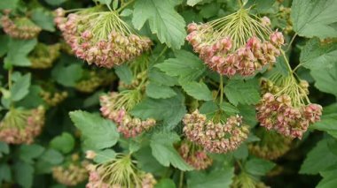 Physocarpus opulifolius, ninebark veya meyve, closeup ile Atlantik ninebark