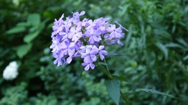 Mavi Phlox çiçek çiçek yatak yakın çekim Hd video statik kamera