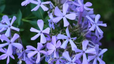 Mavi Phlox çiçek çiçek yatak yakın çekim Hd video statik kamera