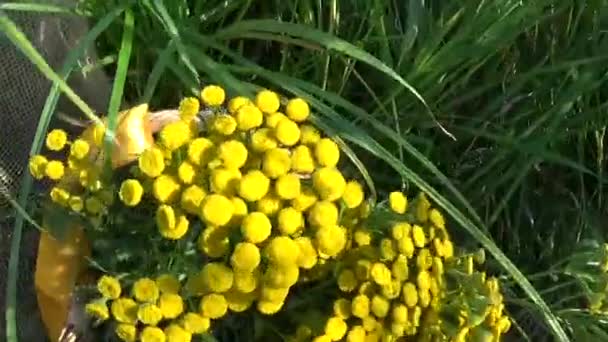 Hierba medicinal Planta de Tansy Tanacetum vulgare en la cesta — Vídeos de Stock