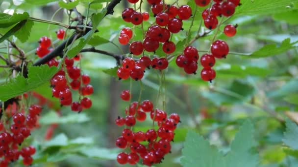 Rojo Ribes rubrum bayas en la planta de primer plano de imágenes de alta definición - La grosella roja caducifolio fruta natural superficial cámara estática de vídeo — Vídeos de Stock