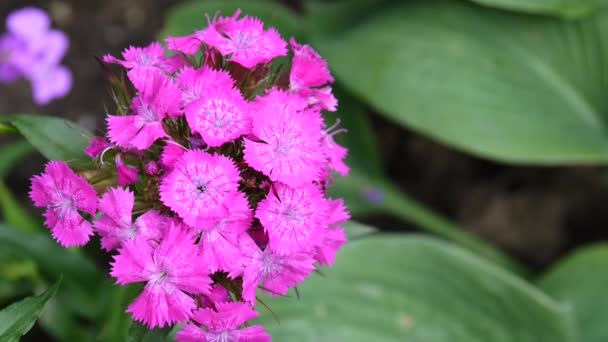 Hesperis matronalis Dames Rocket. Flor púrpura de cerca — Vídeos de Stock