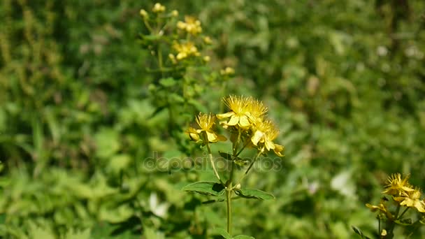 St. Johanniskraut, Heilpflanze mit Blume auf dem Feld. — Stockvideo