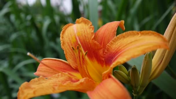 Detalhes Red Lilium bulbiferum close-up HD imagens - Herbáceo lírio flor vídeo . — Vídeo de Stock