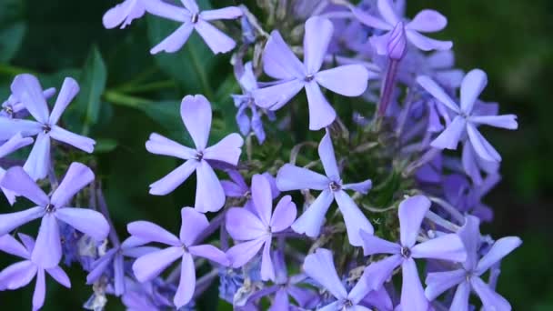Μπλε λουλούδια Phlox στην λουλούδι κρεβάτι γκρο πλαν βίντεο στατική κάμερα Hd — Αρχείο Βίντεο