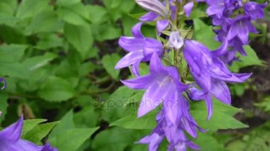 Güzel doğa sahne flowerbed üzerinde çiçek açan campanulas çiçekli. Video görüntüleri statik kamera.