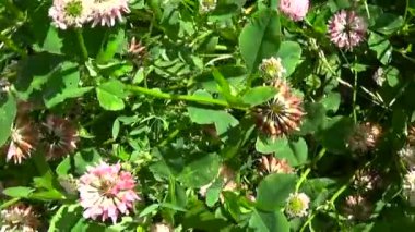 Çayır çimen panorama Steadicam kullanarak. Video görüntüleri hareketli kamera.