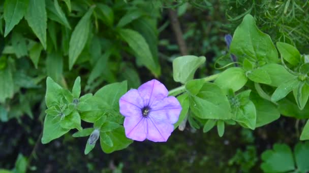 Roze Petunia's zwaaiend in de wind — Stockvideo