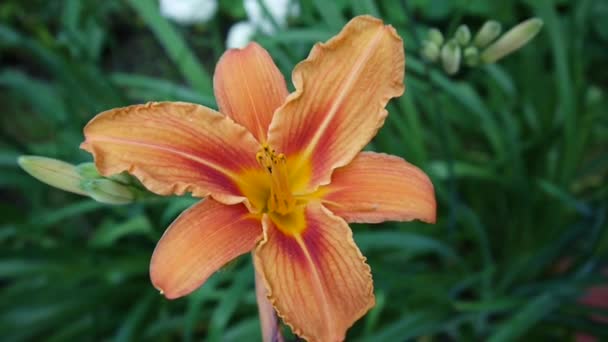 Oranje plant Lilium bulbiferum gegevens close-up Hd footage - kruidachtige tiger lily bloem video. — Stockvideo