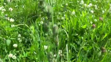 Çayır çimen panorama Steadicam kullanarak. Video görüntüleri hareketli kamera.