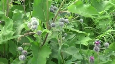 Çiçek açan dulavratotu yaz alanında. Arctium. HD video.