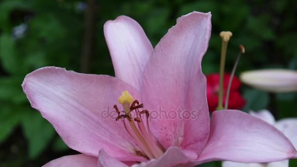 Roze plant Lilium bulbiferum details close-up Hd footage - kruidachtige tiger lily bloem video. — Stockvideo