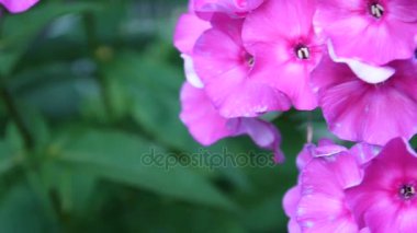 Güzel pembe phlox önümüzdeki portre. HD video statric kamera