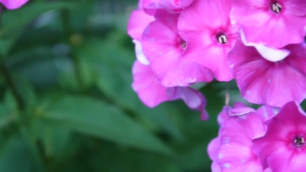 Bonito primer plano de inflorescencia de flox rosa. Vídeo de alta definición cámara estatal — Vídeos de Stock