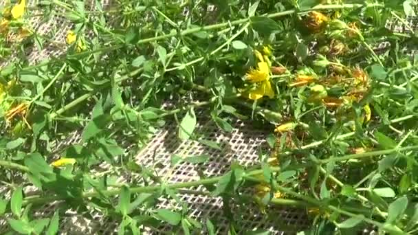 St. Johns wort grass collected in the field on the burlap. Harvesting of medicinal plants in summer. Panorama motion camera with steadicam. — Stock Video