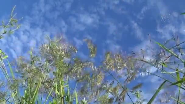 Grama verde imagens macro sol brilha através das folhas belo fundo do verão. Câmera estática de fechamento de vídeo . — Vídeo de Stock