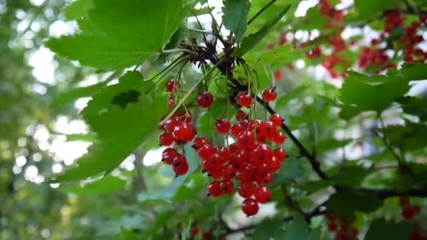 Röd Ribes rubrum bär på anläggningen närbild Hd filmen - röda vinbär lövfällande buske frukt naturliga grunt video statiska kameran — Stockvideo