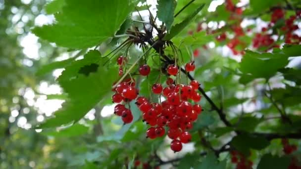 Rojo Ribes rubrum bayas en la planta de primer plano de imágenes de alta definición - La grosella roja caducifolio fruta natural superficial cámara estática de vídeo — Vídeo de stock