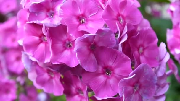 Bonito primer plano de inflorescencia de flox rosa. Vídeo de alta definición cámara estatal — Vídeo de stock