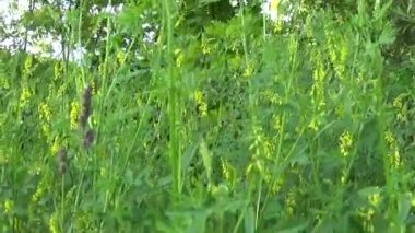 Melilotus officinalis alanında çiçeklenme. HD video görüntüleri hareketli kamera.