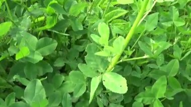 Yeşil taze yonca Hd video görüntüleri hareket kamera Hd video çekim yapraklar. Panorama.