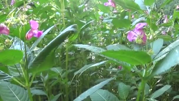 Impatiens glandulifera blühen. Panorama mit Schwebestativ — Stockvideo