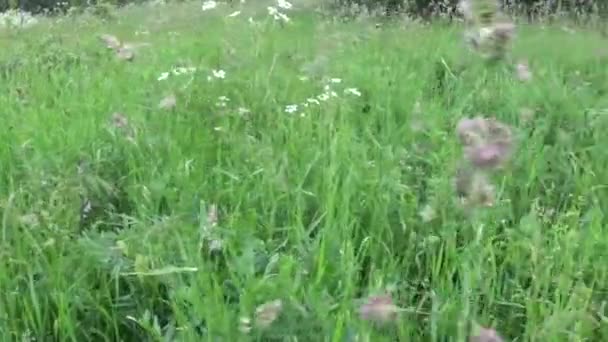 Césped verde en el campo de verano cámara de movimiento panorama cierre de material de archivo — Vídeo de stock