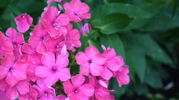 美しいピンクのフロックス花房のクローズ アップ。Hd statric ビデオ カメラ — ストック動画