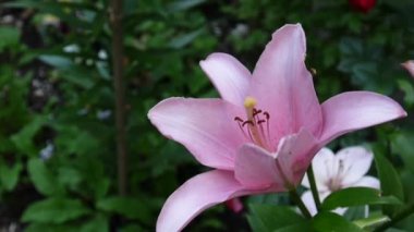 Pembe bitki lilyum bulbiferum ayrıntıları yakın çekim Hd ayak - otsu tiger lily çiçek video.