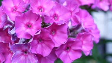 Güzel pembe phlox önümüzdeki portre. HD video statric kamera