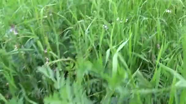 Grama verde no verão movimento de campo câmera subjetiva imagens de fechamento — Vídeo de Stock