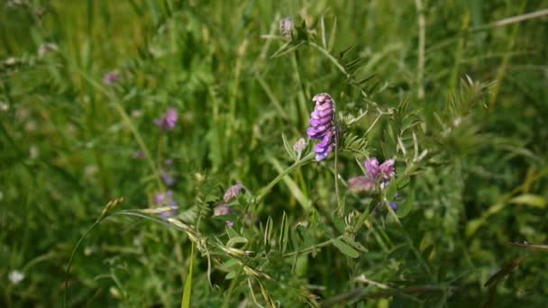 Jonge wikke bloemen close-up in het veld. — Stockvideo